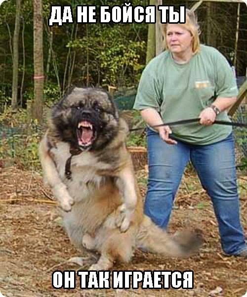 Ты не бойся, он не кусается