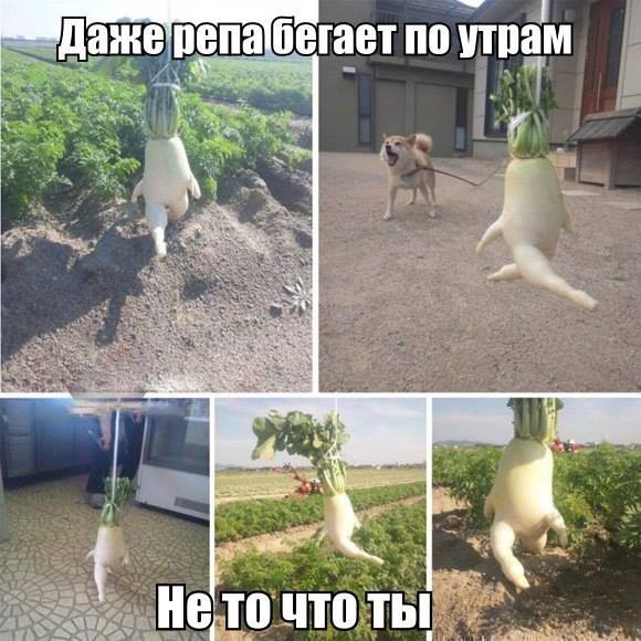 В здоровой репе - здоровый дух!