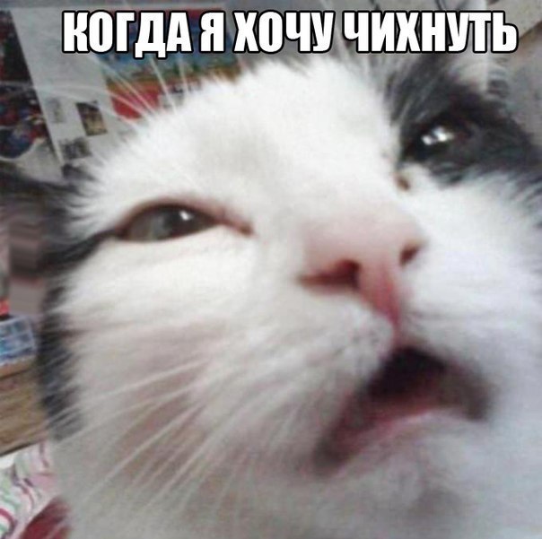 Котэ пытается чихнуть