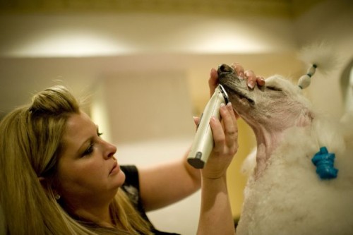 Жизнь гламурной собаки