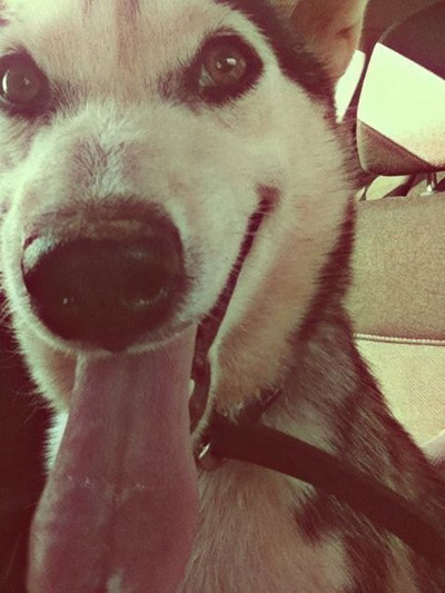 Милые няшки Хаски