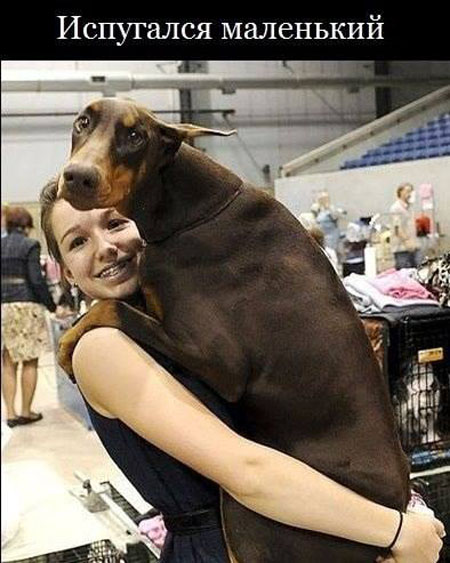 Позитивная фотка с собакой-испугакой