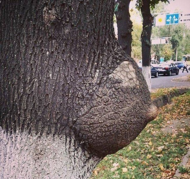 Приколное эротическое дерево