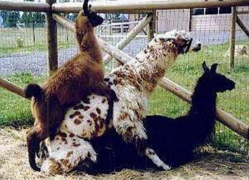 Весна у животных