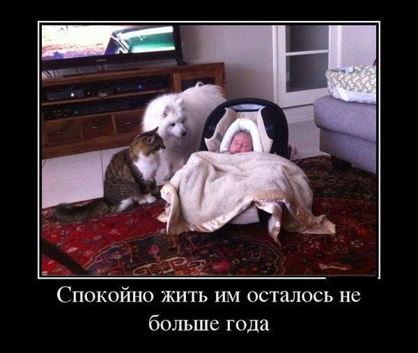 ТОП лучших демотиваторов